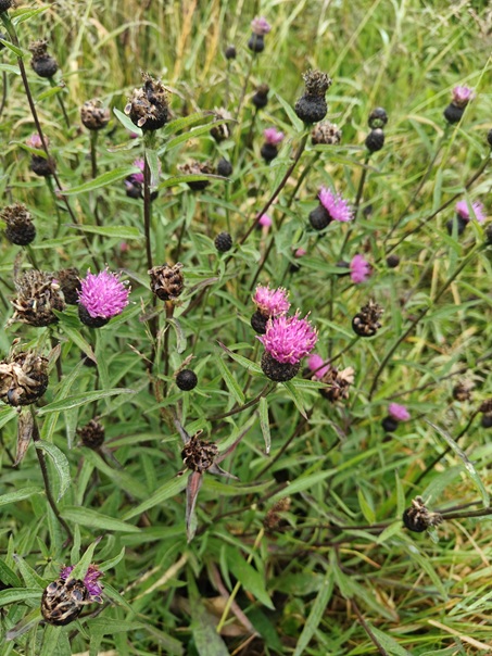 Common Knapweed